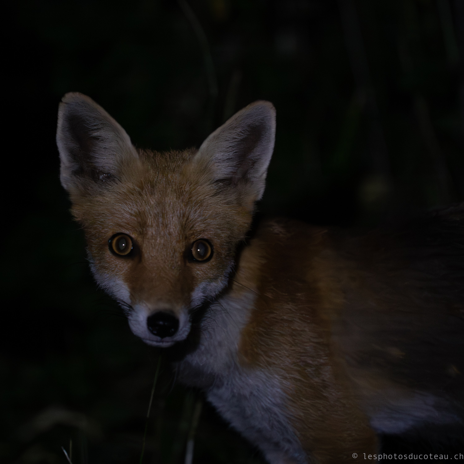 poils et fourrure de renard pour mouches artificielles