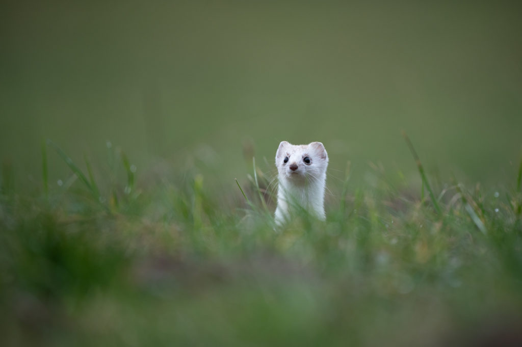 hermine toute blanche